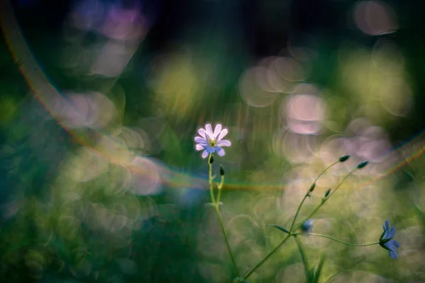 Stellaria Holostea Rabelera Holostea Maggiore Stitchwort Maggiore Starwort Carne Vipera — Foto Stock