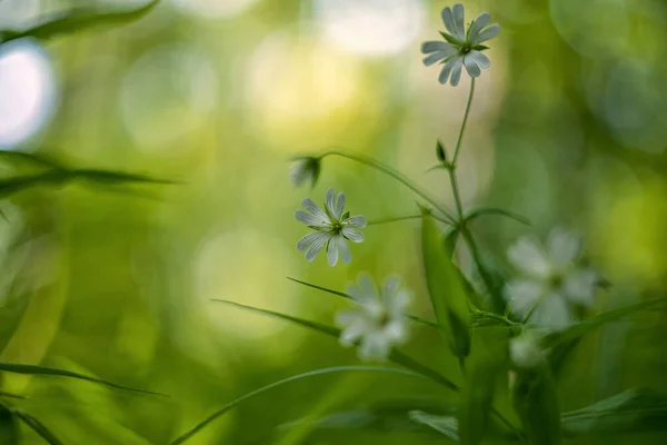 Stellaria Holostea Rabelera Holostea Großes Kreuzkraut Großes Sternkraut Und Natternfleisch — Stockfoto