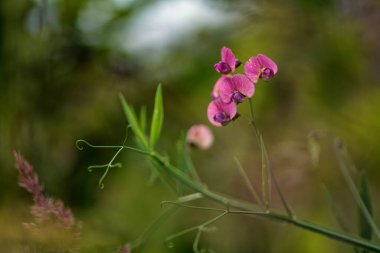 Tatlı bezelye (Lathyrus kokusu))