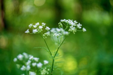 Konyum maculatum (baldıran otu veya zehirli baldıran otu))