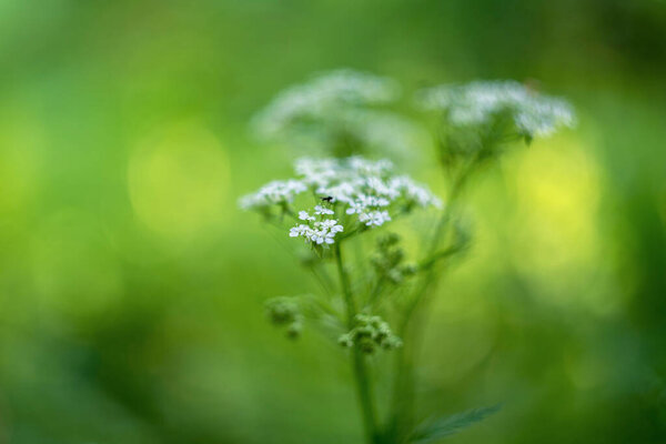 Conium maculatum (the hemlock or poison hemlock)