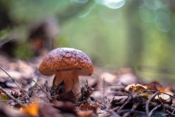 Boletus Edulis Cep Penny Bun Porcino Eller Porcini — Stockfoto