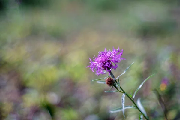 Centaurea Jacea Бурый Сорняк Бурый Сорняк — стоковое фото