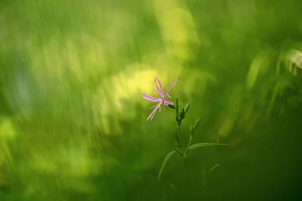 Φλος Του Πυριτίου Cuculi Lychnis Flos Cuculi Raggged Robin — Φωτογραφία Αρχείου