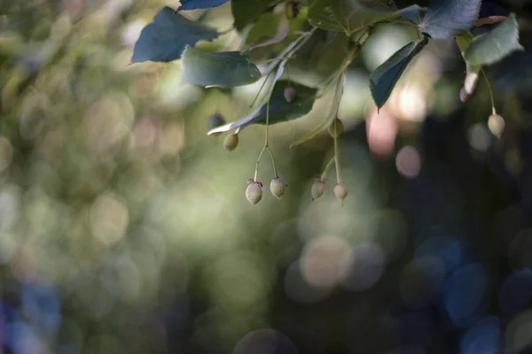 Tilia Tilos Arbustos Cal — Foto de Stock