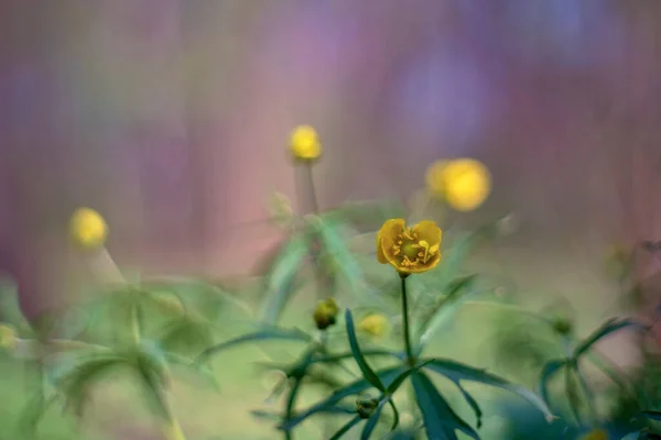 Ranunculus Acris Βουτυρόκρεμα Λιβαδιού Ψηλό Βούτυρο Κοινό Βούτυρο Και Γιγαντιαίο — Φωτογραφία Αρχείου