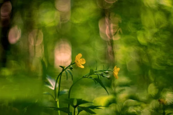 Ranunculus Acris Mezei Boglárka Magas Boglárka Közönséges Boglárka Óriás Boglárka — Stock Fotó