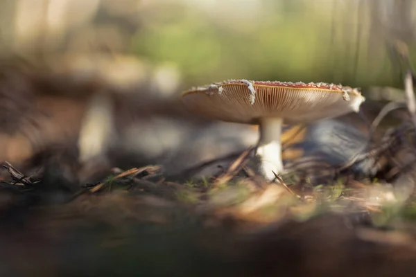 Amanita Muscaria Широко Известный Муха Агарическая Летать Amanita — стоковое фото