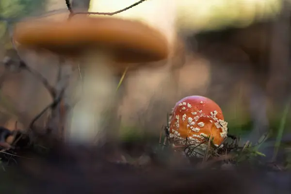 Amanita Muscaria Comúnmente Conocida Como Mosca Agárica Amanita Mosca —  Fotos de Stock