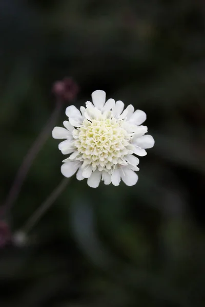 Eine Einsame Blume Auf Dem Feld — Stockfoto