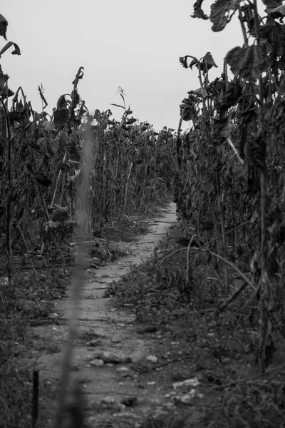 Kurutulmuş ayçiçeği bir yol