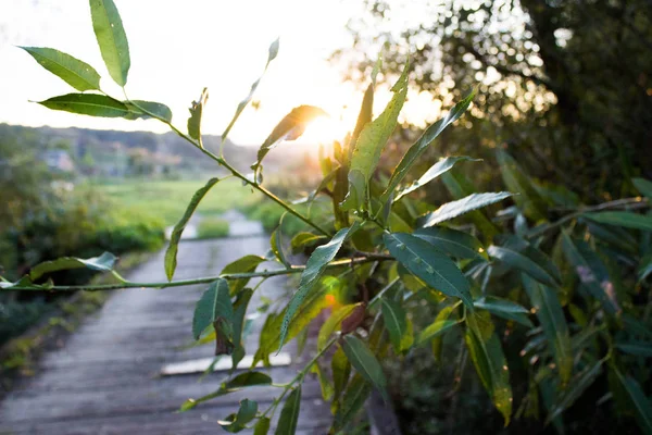 Köprü üzerinde bir şube