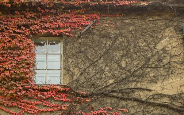 Penceresi üzerinde kırmızı sonbahar