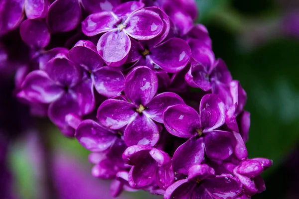 Bahar yağmurundan sonra güzel leylak