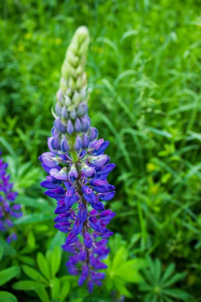 Lupin Krásný Květ Který Zdobí Pole — Stock fotografie
