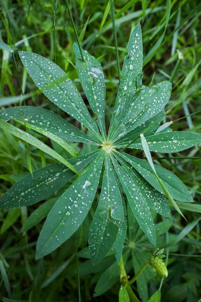 Güzel Çiçek Lupin 'in İnanılmaz Yaprağı