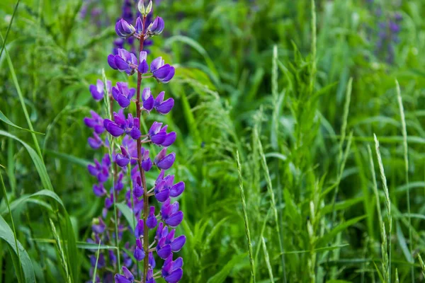 Yeşil Tarlada Güzel Çiçek Lupin — Stok fotoğraf