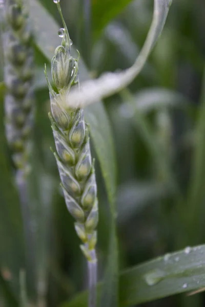 Ukrayna 'nın Yağmur Tarlası' nda Buğday Tanesi Ripen