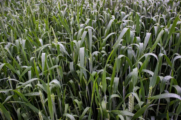 Yağmurlu Akşam Sahasında Ukrayna Buğdayı