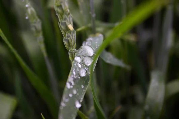 Tarladaki Yeşil Buğdaya Yağmur Damlaları