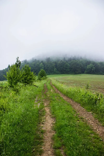 Saha Yolu Karanlık Puslu Ormana Gidiyor