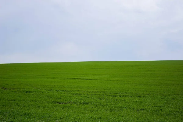 Gri Gök Altında Yeşil Ukrayna Alanı
