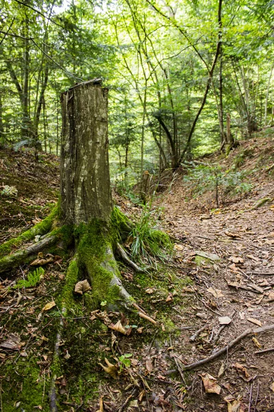 Sonbahar Ormanında Yalnız bir kütük