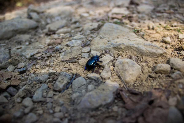 Büyük Tarla Yolu 'nda Küçük Bir Böcek