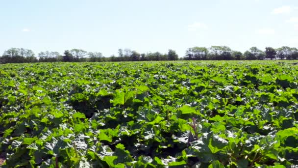 Pan over rabarber veld, eindigend op trekker met veldwerkers — Stockvideo