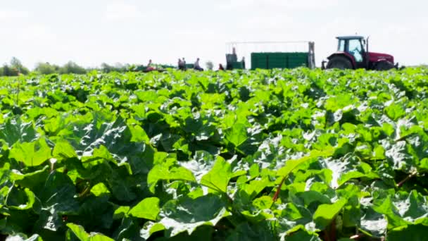 Rhubarb field stock footage — Stock Video