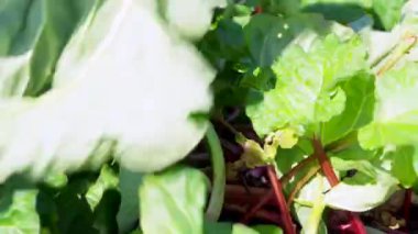 Rhubarblar hasat ediliyor.