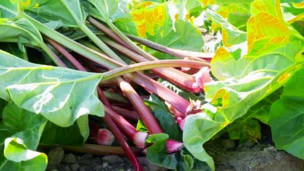 Ruibarbos siendo arrojados a una pila mientras son cosechados. — Vídeos de Stock