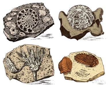 Fragment fossils, skeleton of prehistoric dead animals in stone. Ammonite and trilobite, Sea urchin and Crinoid. Archeology or paleontology. engraved hand drawn old vintage sketch. Vector illustration clipart