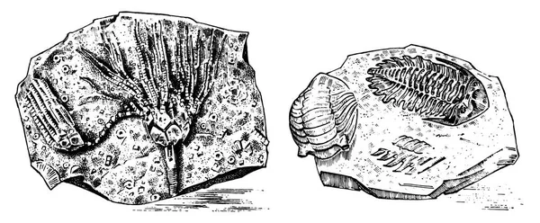 石に先史時代の死んでいる動物の骨格の化石をフラグメントします。アンモナイトと三葉虫やウミユリのウニ考古学や古生物学。刻まれた手描きの古いビンテージ スケッチ。ベクトル図 — ストックベクタ