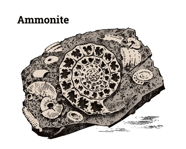 保存状態の良いアンモナイト標本。石に先史時代の死んでいる動物の骨格の化石をフラグメントします。考古学や古生物学。刻まれた手描きの古いビンテージ スケッチ。ベクトル図. — ストックベクタ