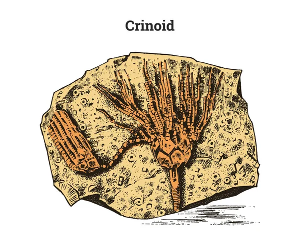 保存されたウミユリの標本 フラグメントの化石 石の先史時代の動物の死骸の骨組み 考古学や古生物学 刻まれた手描きの古いビンテージ スケッチ ベクトル図 — ストックベクタ