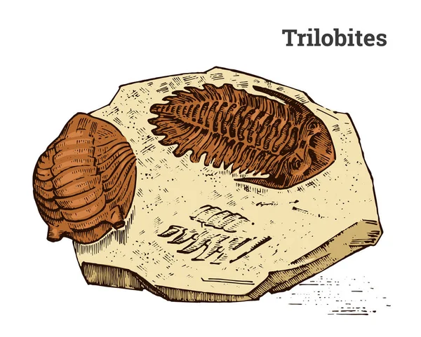 Espécimen trilobite preservado. Fragmento fósil, esqueleto de animal muerto prehistórico en piedra. Arqueología o paleontología. grabado a mano dibujado viejo boceto vintage. Ilustración vectorial . — Vector de stock