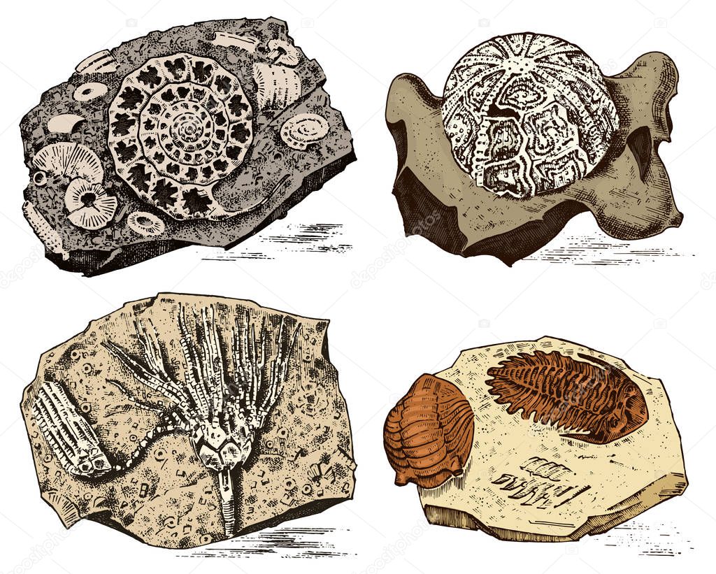 Fragment fossils, skeleton of prehistoric dead animals in stone. Ammonite and trilobite, Sea urchin and Crinoid. Archeology or paleontology. engraved hand drawn old vintage sketch. Vector illustration