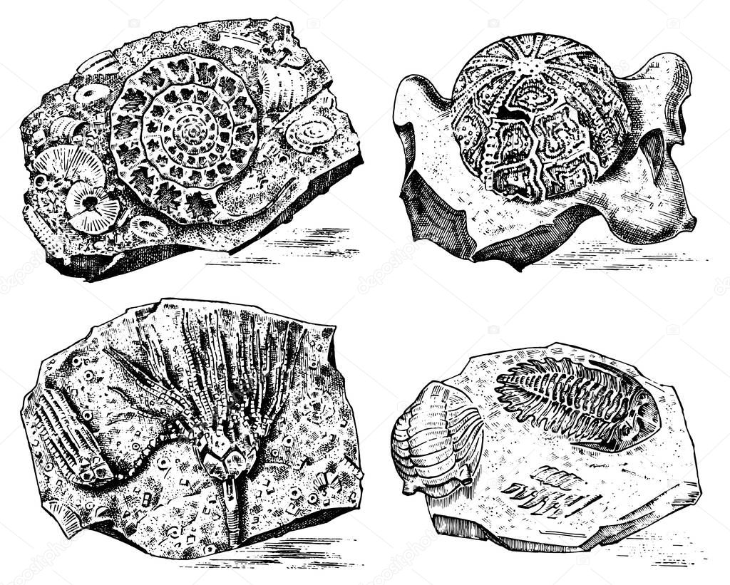 Fragment fossils, skeleton of prehistoric dead animals in stone. Ammonite and trilobite, Sea urchin and Crinoid. Archeology or paleontology. engraved hand drawn old vintage sketch. Vector illustration