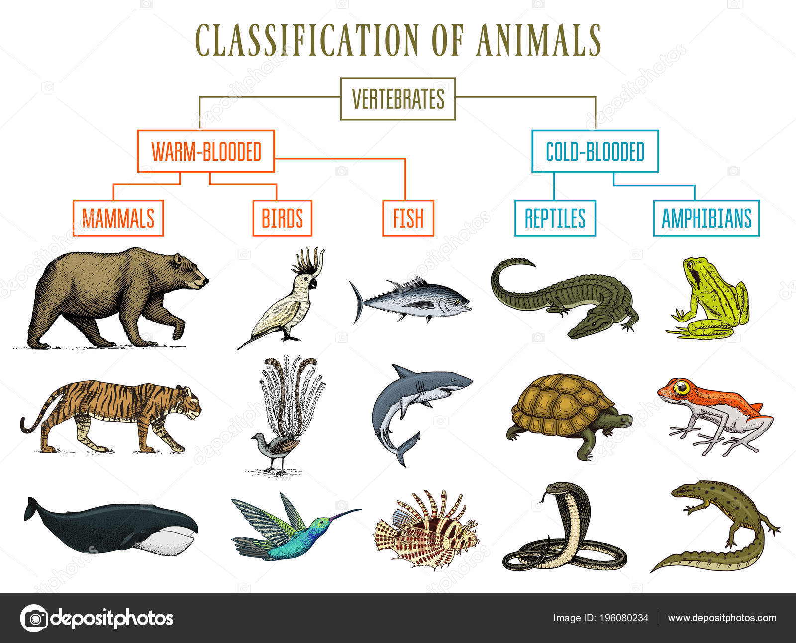 Mammal Classification Chart