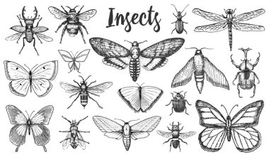 Different insects set. Butterfly and dragonfly, bug and pet bee. Mystical symbol of freedom. entomological collection. engraved hand drawn in old sketch vintage style. t-shirt or scrapbooking design. clipart