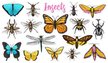 Farklı böcekler ayarlayın. Arı kelebek ve yusufçuk, böcek ve evde beslenen hayvan. Özgürlüğün mistik sembolü. böcekbilime koleksiyonu. oyulmuş elle eski kroki vintage tarzı çizilmiş. t-shirt veya scrapbooking tasarım.