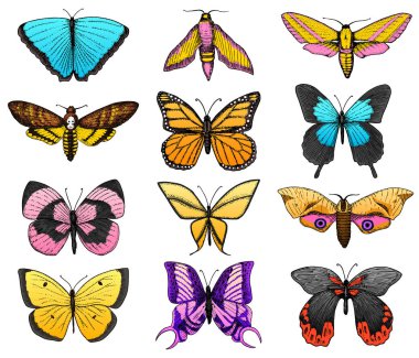 Renkli kelebek veya vahşi güveler böcekler topluluğu. Mistik veya böcekbilime özgürlüğün sembolü. Oyma el çekilmiş vintage kroki düğün kartı için. Vektör çizim. Eklem bacaklılar hayvan.