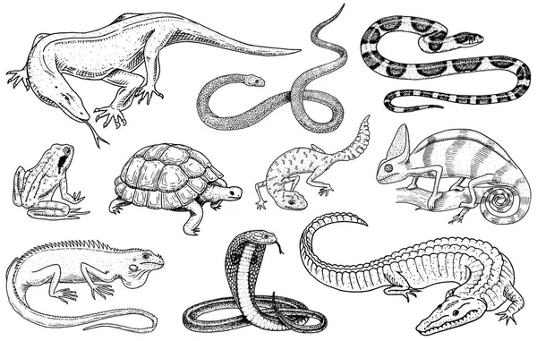 Conjunto de reptiles y anfibios. Cocodrilo salvaje, cocodrilo y serpientes, lagarto monitor, camaleón y tortuga. Mascotas y animales tropicales. Mano grabada dibujada en antiguo boceto vintage. Ilustración vectorial . — Archivo Imágenes Vectoriales