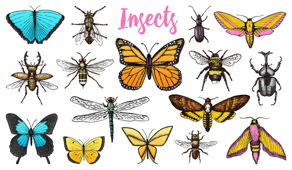 Farklı böcekler ayarlayın. Arı kelebek ve yusufçuk, böcek ve evde beslenen hayvan. Özgürlüğün mistik sembolü. böcekbilime koleksiyonu. oyulmuş elle eski kroki vintage tarzı çizilmiş. t-shirt veya scrapbooking tasarım. — Stok Vektör
