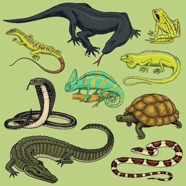 Set of reptiles and amphibians. Wild Crocodile, alligator and snakes, monitor lizard, chameleon and turtle. Pet and tropical animal. Engraved hand drawn in old vintage sketch. Vector illustration.