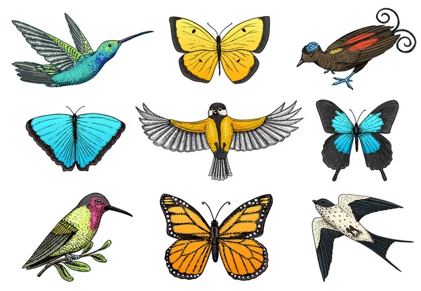 Renkli kelebek böcek ve kuş koleksiyonu. Özgürlüğün böcekbilime sembolü. Oyma el çekilmiş vintage kroki düğün kartı veya Tekstil için. Vektör çizim. Vahşi bahar hayvanlar. — Stok Vektör