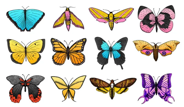 Colección de mariposas coloridas o insectos polillas silvestres. Símbolo místico o entomológico de la libertad. Boceto vintage grabado a mano para tarjeta de boda. Ilustración vectorial. Artrópodo animal . — Vector de stock