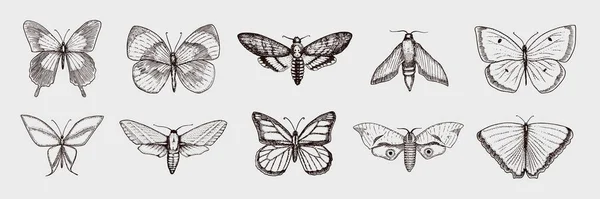 Kelebek veya vahşi güveler böcekler topluluğu. Mistik sembol veya böcekbilime özgürlük. Oyma el çekilmiş vintage kroki düğün kartı veya logo için. Vektör çizim. Eklem bacaklılar hayvanlar. — Stok Vektör