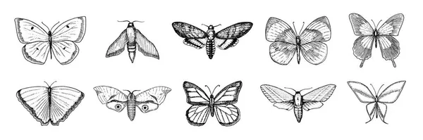 Samling av fjäril eller vilda fjärilar insekter. Mystisk symbol eller entomologiska av frihet. Graverade hand dras vintage skiss bröllop kort eller logotyp. Vektorillustration. Leddjur djur. — Stock vektor